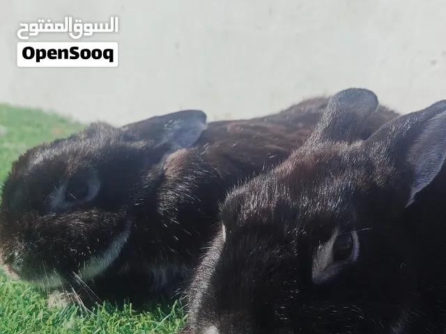 كوبية ميني اللون سلفر مارتن