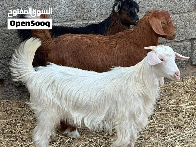جدايا 4 عمانيات جباليات سمان حلال طيب للتربيه وللذبح جاهزات