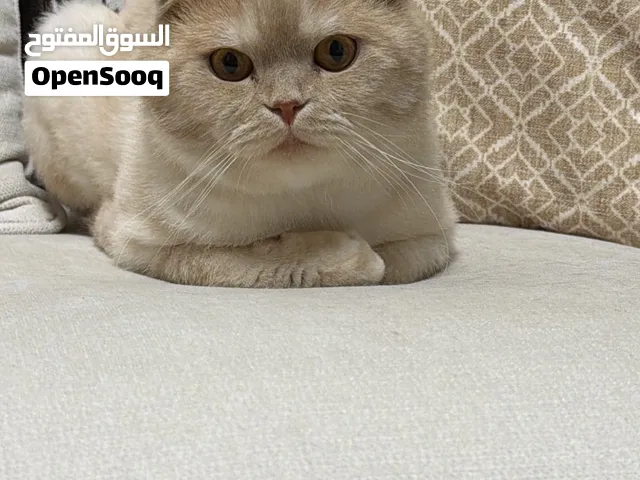 Mating للتزاوج