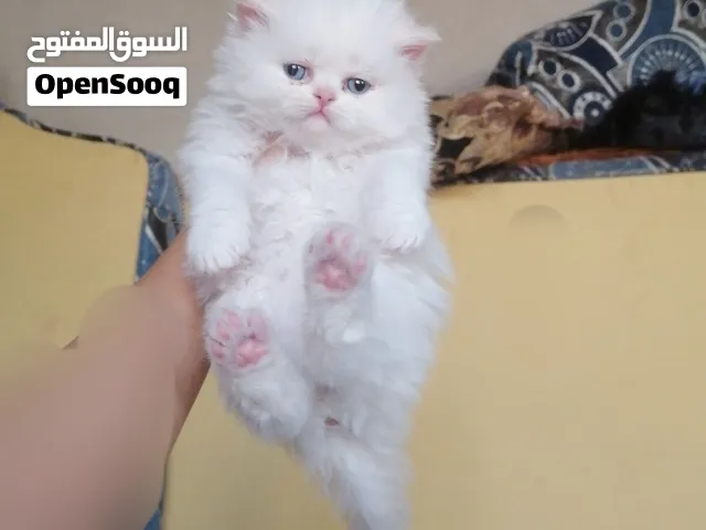 قطط هيمالايا اورنج بلو آيز عمر 43 يوم ذكور نظيفين وأليفين وصحتهم ممتازه