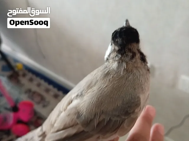 Bahrain BulBul