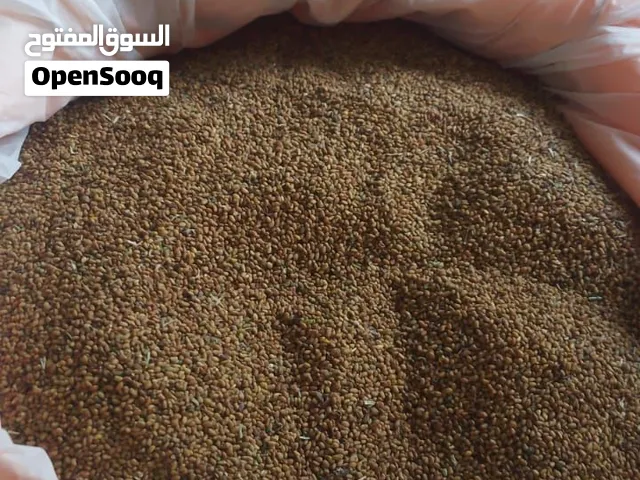 بذر قت محلي اصل للبيع