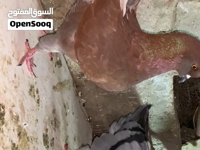جوز كنجات ما شاء الله