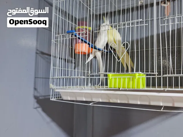 للبيع زوج كوكتيل*   *النوع*: كوكتيل لاتينو / ابيض / *العمر*: تقريباً [سنة
