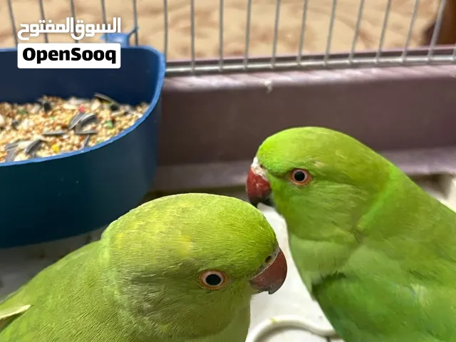 دره اليف الكرك المزار الجنوبي