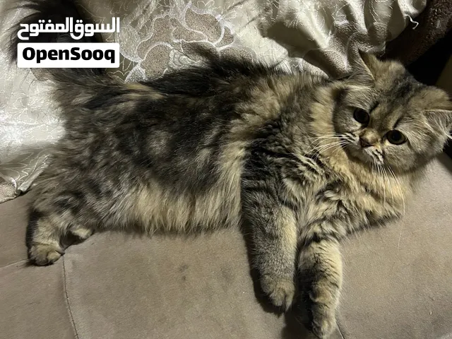قطة شيرازي للتبني مع جميع مستلزماتها