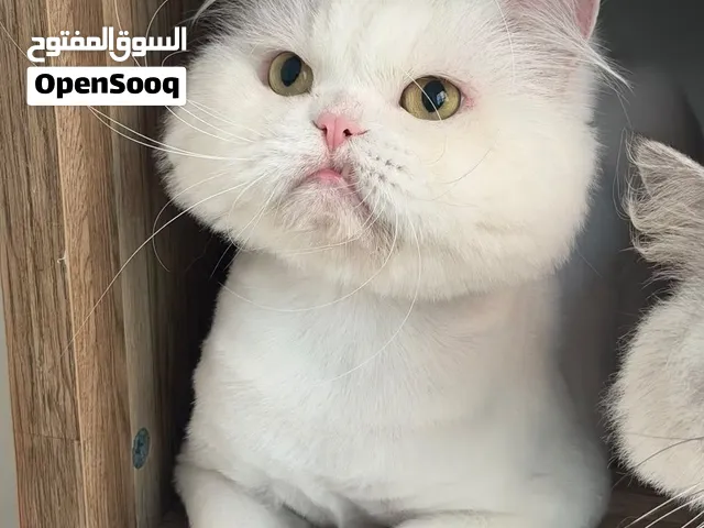 3 قطط للتبني في أبوظبي