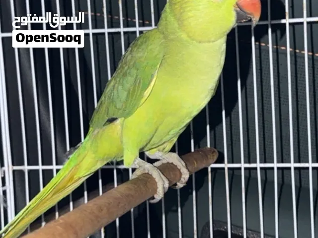 دره هنديه تتكلم سعرها قابل للتفاوض وسريع الدريب يحتاج فقط اهتمام