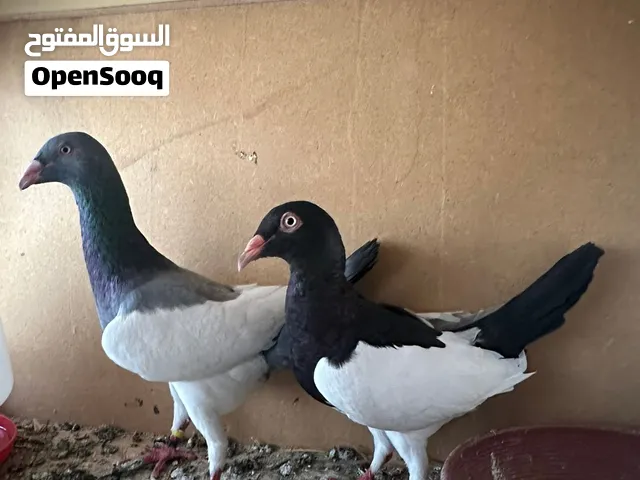 حمام نخب اول للبيع ( الاسعار تحت بالتفاصيل )