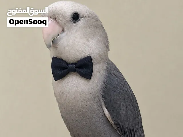 روز بعمر تقريبا 5 اشهر