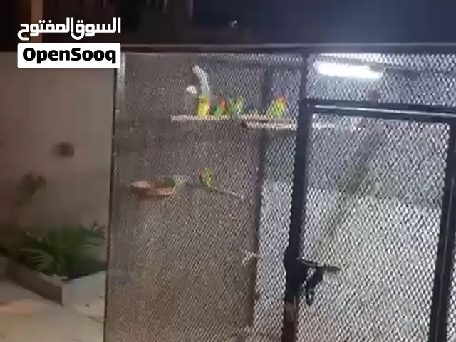 قفص حديد للطيور