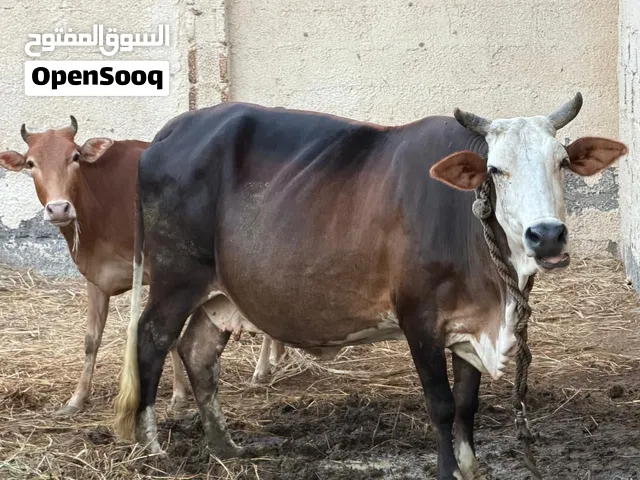 بقره عشار للبيع او للبدل