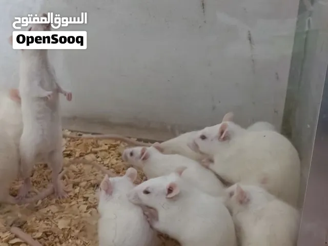 فأر معامل لتجارب