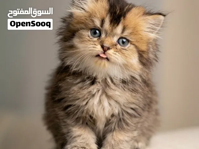 متوفر جميع انواع القطط