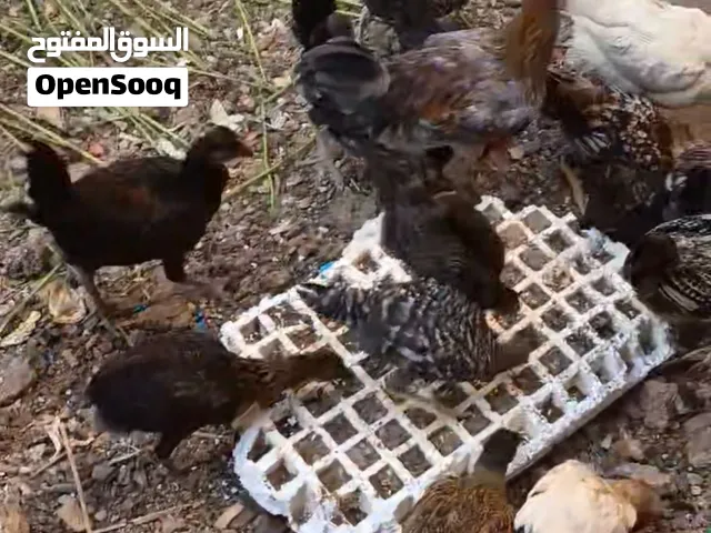 جاج بلديوفرخات