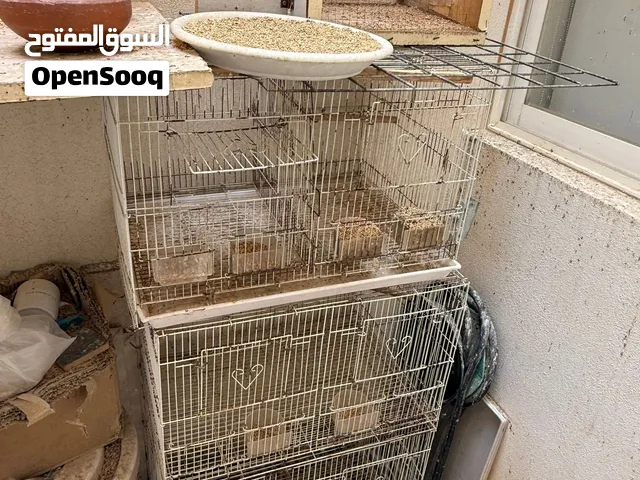 20 Australian Birds. 10 breeding pairs.