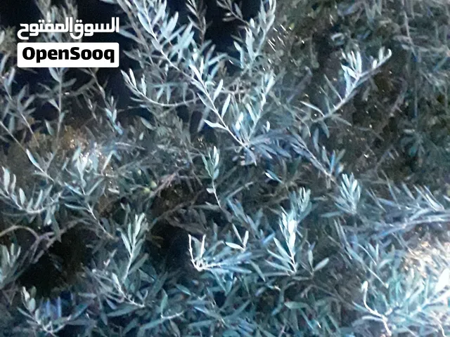 بيع الزيتون