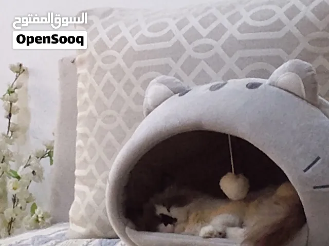 قط راغدول للبيع أليف