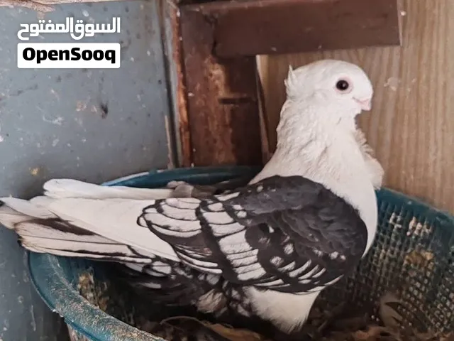 للبيع زوج فراشة افريقيات خط اول وزوج رواعب خط اول اقرة الوصف