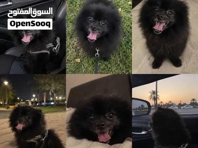اسموكي – بوميرينيان أصلي وصغير الحجم