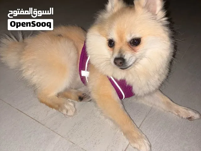 بوميرينيان ذهبي Pomeranian