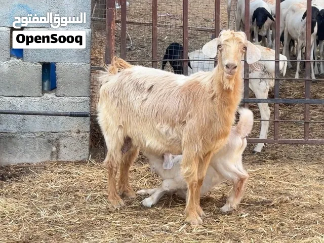 ماشاءالله حلال للبيع