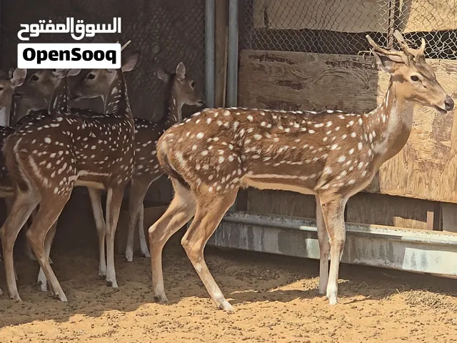 غزال فلودير و ريم اكسس دير و فلودير وريم و دماني