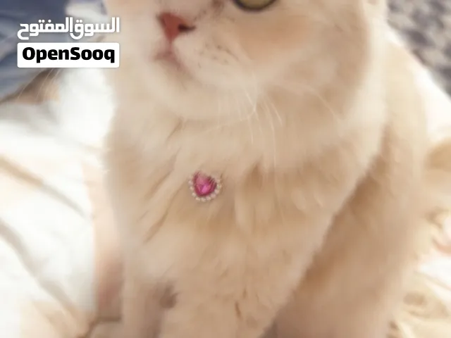 قطة مع البوكس والسرير وأدواتها ملقحه ونظيفه جدا بسبب سفر