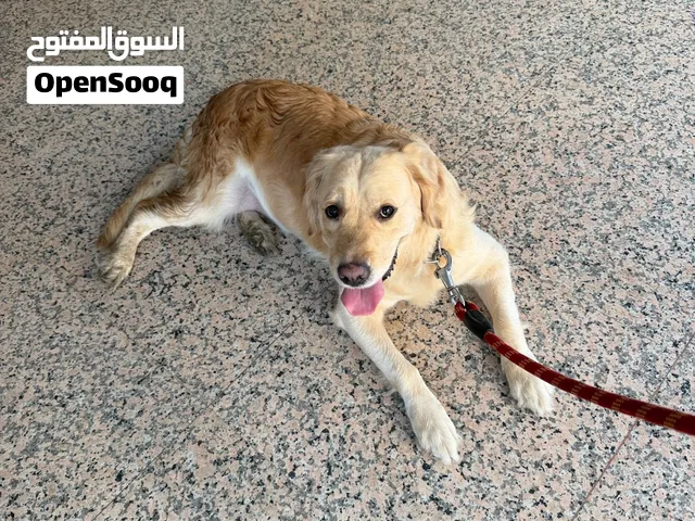 Free Golden Retriever girl