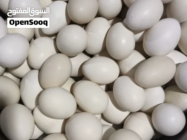 بيض دجاج للاكل وبيض سمان