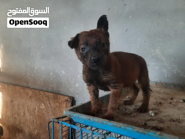 بالجيم مالينو