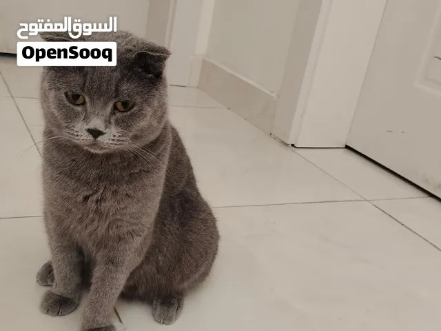 قطة انثى سكوتش فولد للبيع