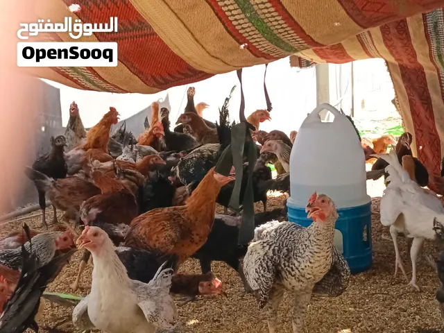 يوجد دجاج بلدي و فيومي للبدل على دجاج او فراخ براهمه او بكستاني أو لمبرجيني مع الفرقيه