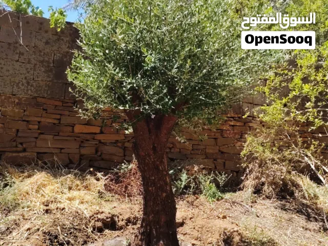 اشجار زيتون معمر ومفرع زينه للقصور والفلل