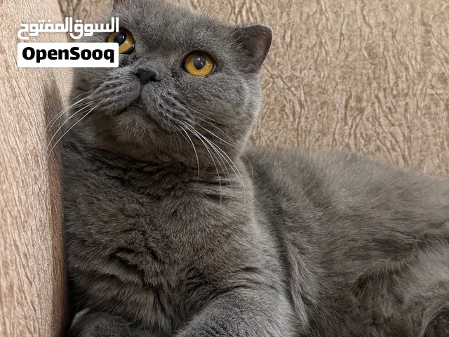 سكوتش بيور انثى حط سعرك وم نختلف
