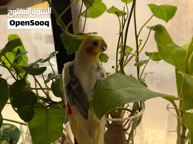Beautiful Cockatiel bird for 200SR