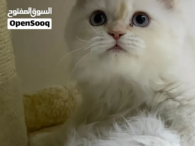 قط ذكر للتبني