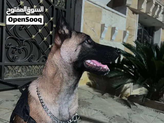 مالينو الماني مستوى عالي-بلجم العمر 5 اشهر موجود داخل اربد