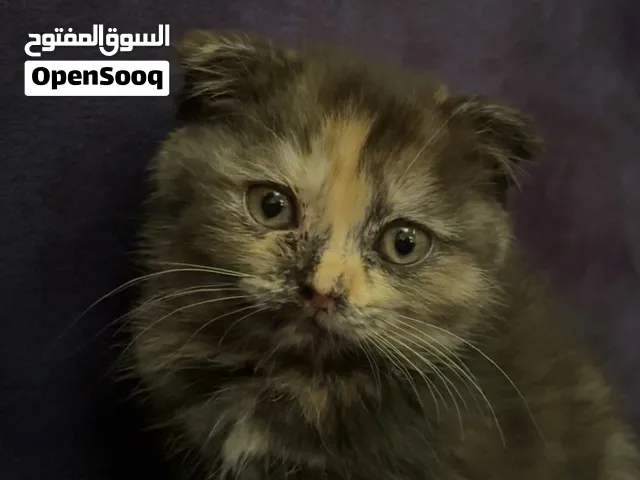 الجادين يتواصلون خاص، وبعطيكم التفاصيل والسعر.