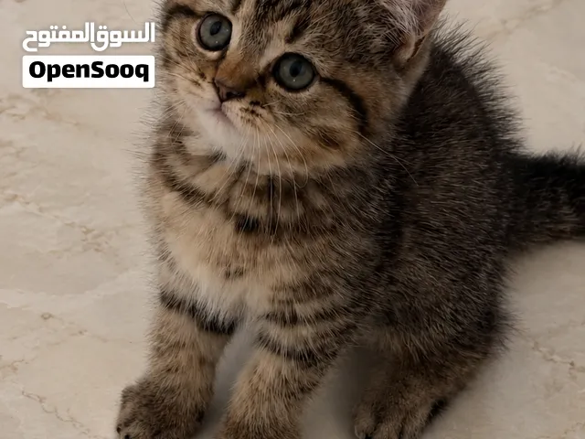 قط ذكرسكوتش ستريت