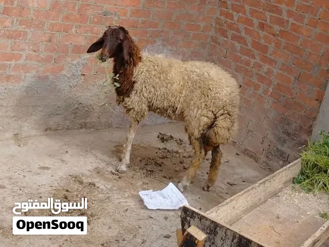 بسم الله الرحمن الرحيم الخميس22/10/2026 متاح بدريه لبنيه آخر جمال خشنه واسعه مدده تروح للعشار أوتق