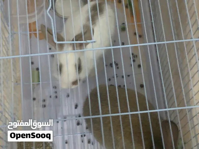 Rabbits for sale