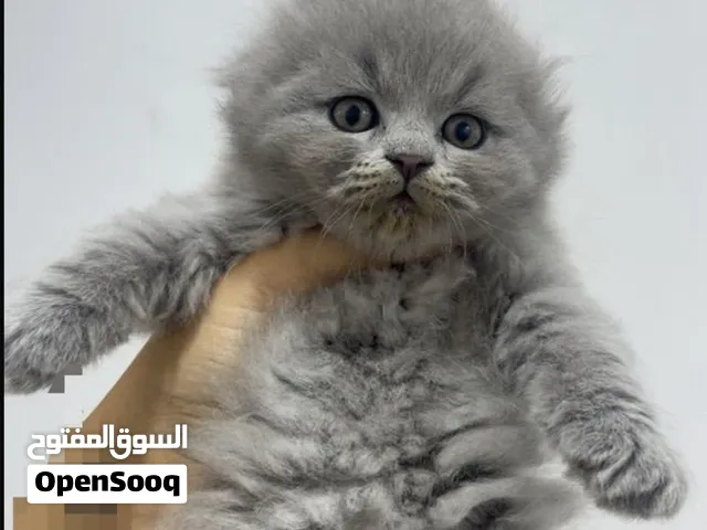 قط سكوتش فولد
