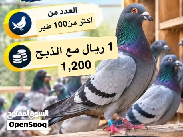 حمام للبيع