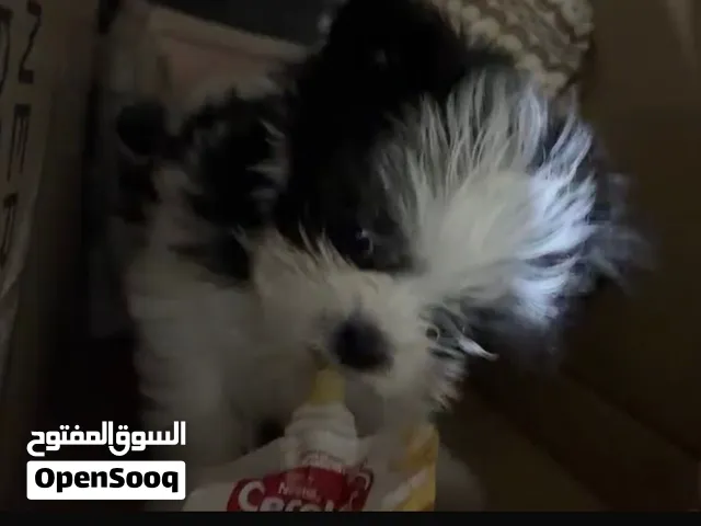 جرو تشيزو صغير