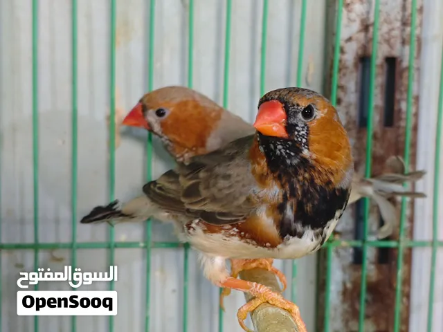 فناجس سوبر جامبو عدد 5 فقط ذكور بيع او مراوس حسب رغبة