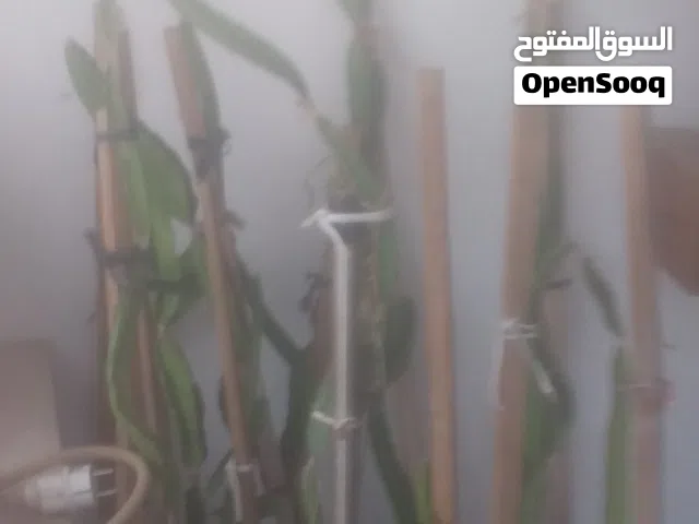 شتول فاكهه اتنين