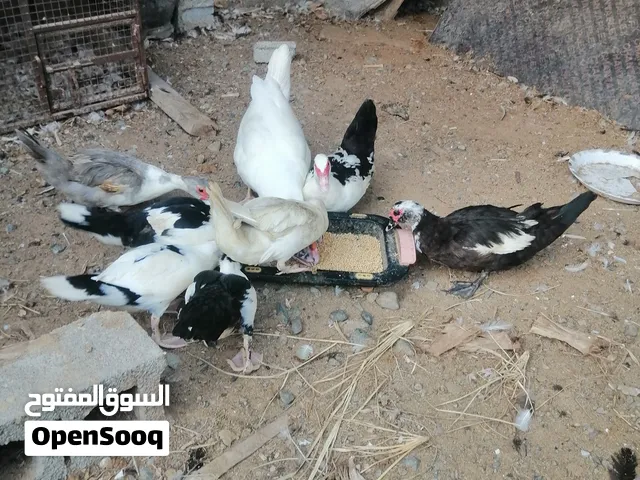 للبيع بط مصري