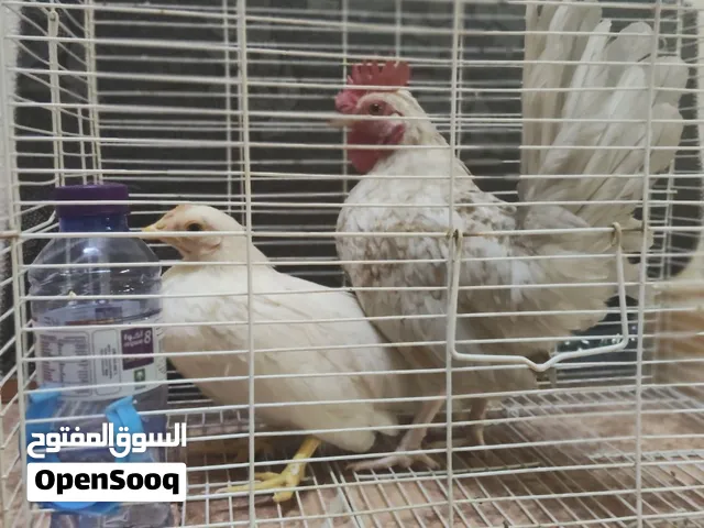 جوز سيراما فاخر