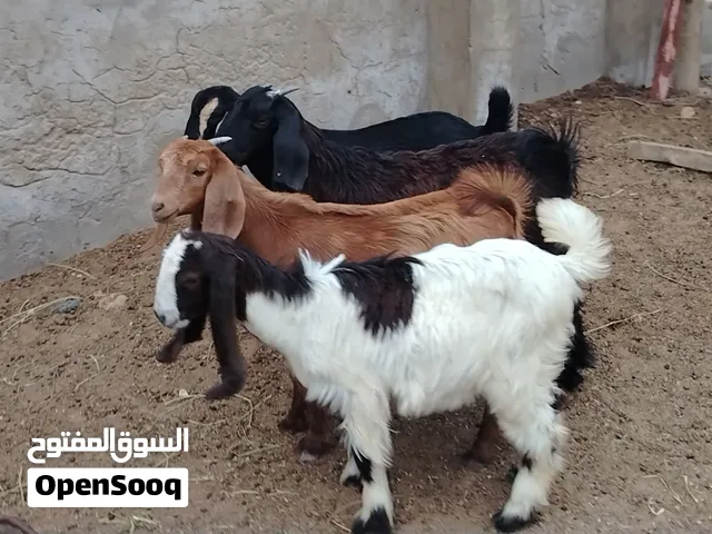 4 عنايق تمقريس ناشطات ربي يبارك العمر من شهرين ل 3شهور تقريباً مكانهم صبراتة يوجد توصيل حسب المكان س